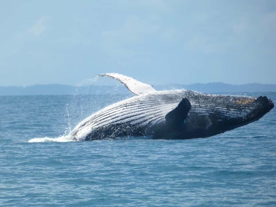 Hervey Bay: Ultimate Whale Watching Experience - Hervey Bay humpback whales, guided by marine science