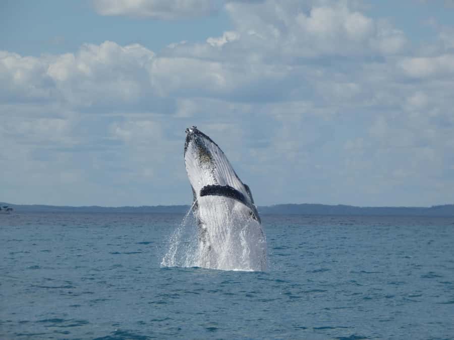 Hervey Bay: Ultimate Whale Watching Experience - Platypus Bay, K’gari views, and why the protected area matters