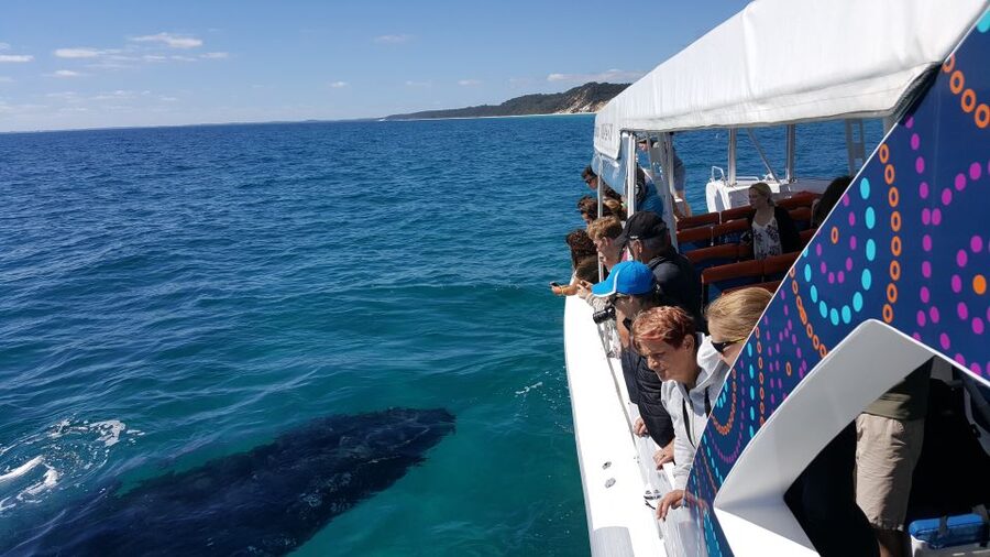 Hervey Bay: Ultimate Whale Watching Experience - Hydrophones and whale songs: what you’re actually hearing