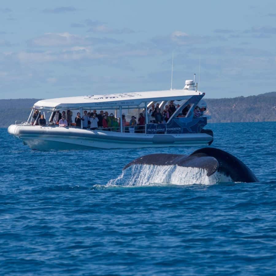Hervey Bay: Ultimate Whale Watching Experience - Guaranteed sightings during the season window