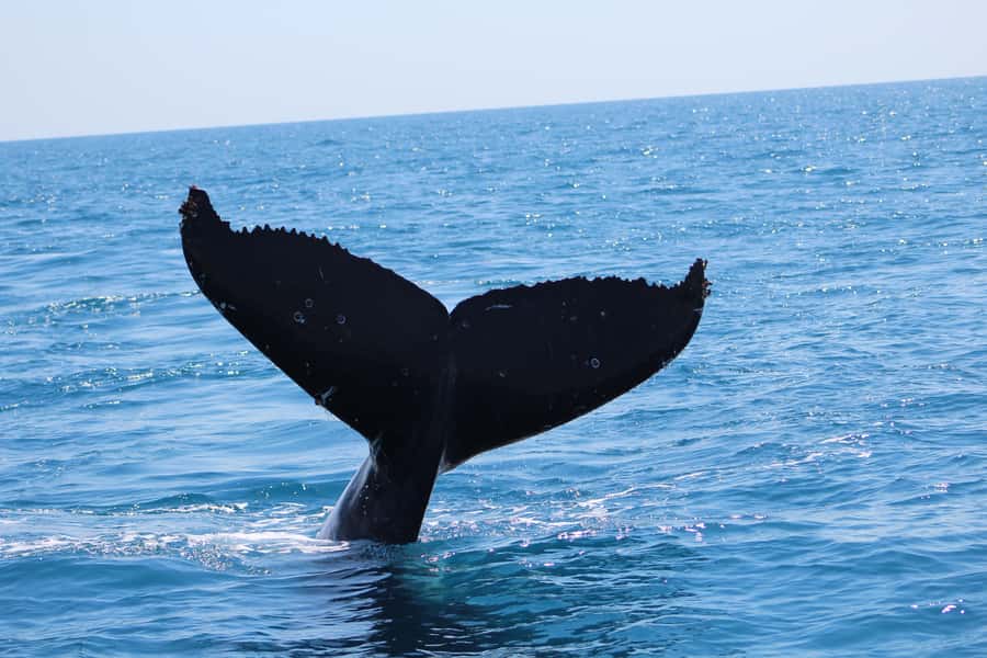 Hervey Bay: Ultimate Whale Watching Experience - What the 3-hour experience feels like on the water