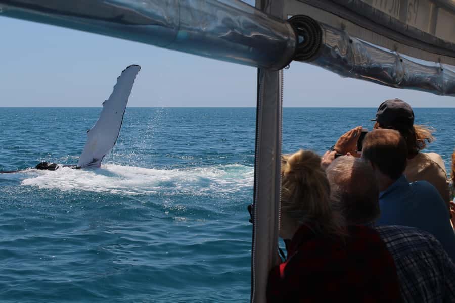 Hervey Bay: Ultimate Whale Watching Experience - Photos from water-level views, not just distant spotting