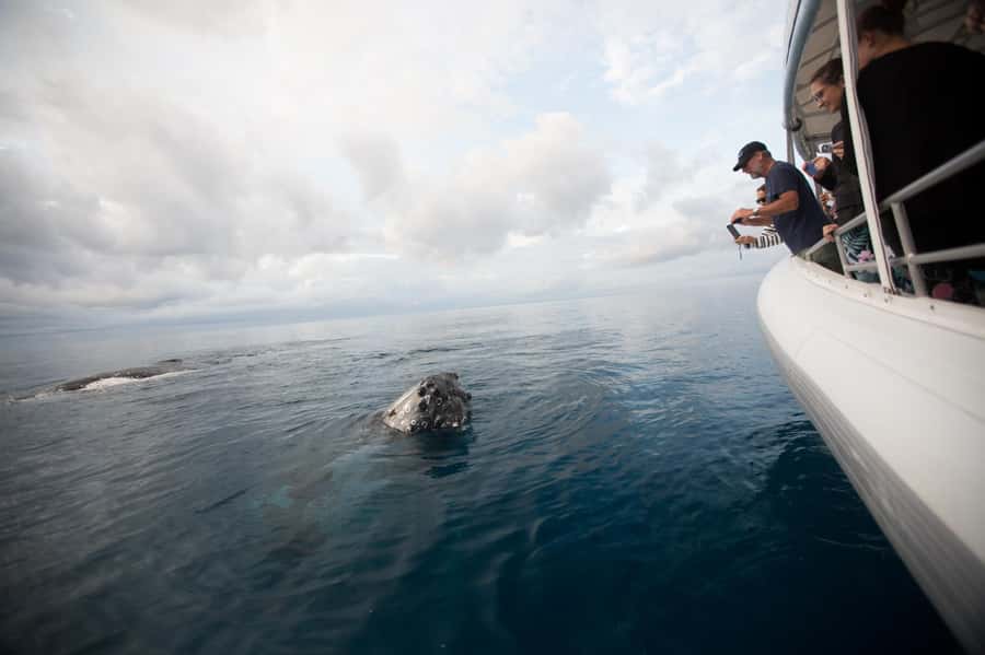 Hervey Bay: Ultimate Whale Watching Experience - Snacks, soft drinks, and staying comfortable when it’s cold