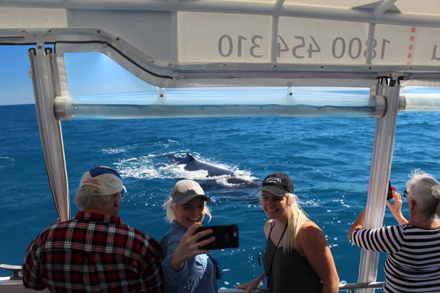 Hervey Bay: Ultimate Whale Watching Experience - Ocean Defender, a 12m rigid inflatable boat that makes spotting easier