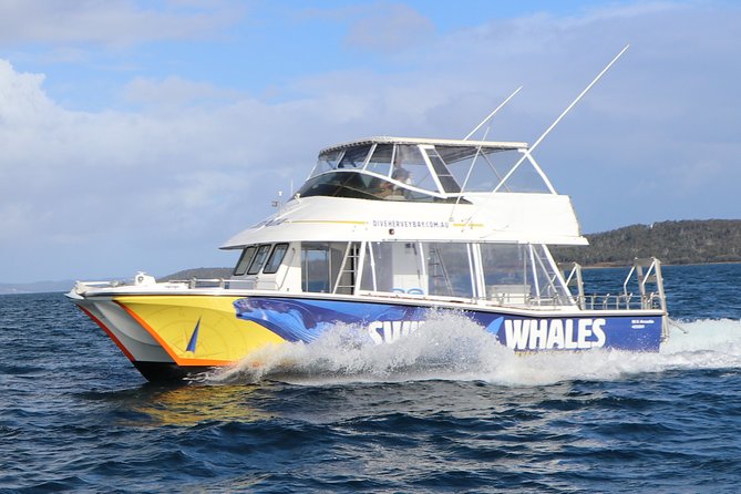Hervey Bay Whale Swim and Watch - Key highlights you should care about