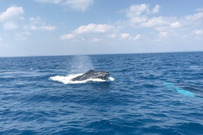 Hervey Bay Whale Swim and Watch - Whale season in Hervey Bay, and what makes this tour different