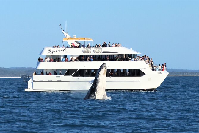 Hervey Bay Whale Swim and Watch - The whale swim moment: wetsuits, the mermaid line, and real limits