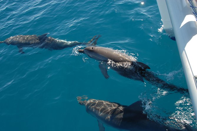 Hervey Bay Whale Swim and Watch - Who this tour suits best in real life