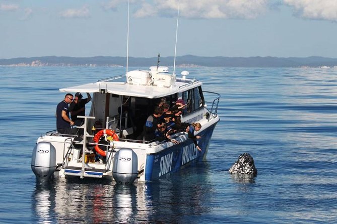 Hervey Bay Whale Swim and Watch - On the water: the boat watch that sets up the swim