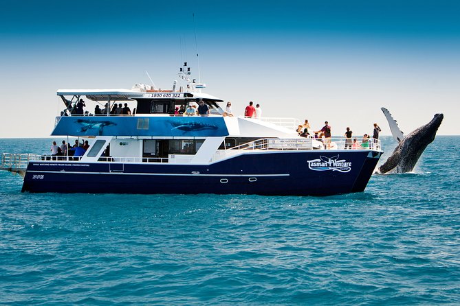Hervey Bay Whale Watching Cruise - Key Highlights to Know Before You Go