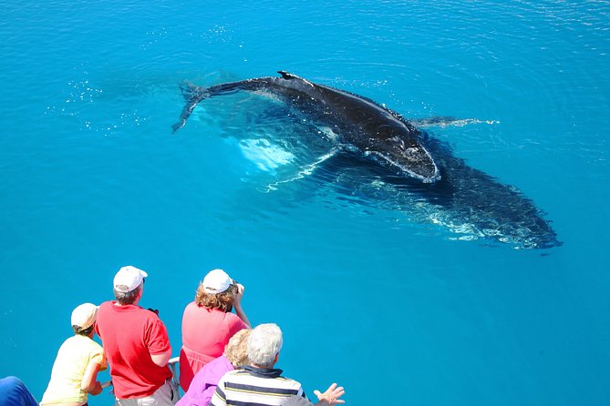 Hervey Bay Whale Watching Cruise - The Catamaran Setup: Underwater Windows, Outdoor Platform, and Hydrophones