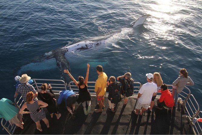Hervey Bay Whale Watching Cruise - Tea, Snacks, and the Food Details That Affect the Experience