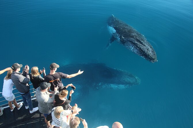 Hervey Bay Whale Watching Cruise - Live Commentary in Six Languages: More Than Just Facts
