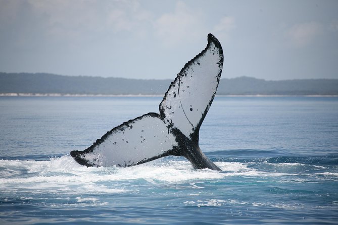 Hervey Bay Whale Watching Cruise - Kids on Board: Toys, Coloring, and a DVD Take-Home