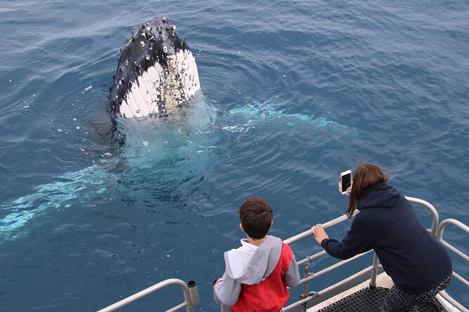 Hervey Bay Whale Watching Cruise - Whale Sightings Guaranteed: Your Backup Plan If the Water Is Quiet