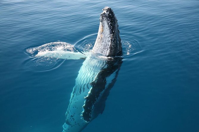 Hervey Bay Whale Watching Cruise - The Real Risks: Sea Conditions and How Close They Get