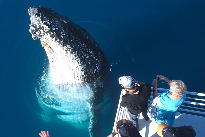 Hervey Bay Whale Watching Experience - Hervey Bay humpbacks, the part you can actually feel