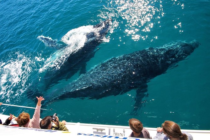 Hervey Bay Whale Watching Experience - Morning departure or Afternoon + Sunset, picking the best match