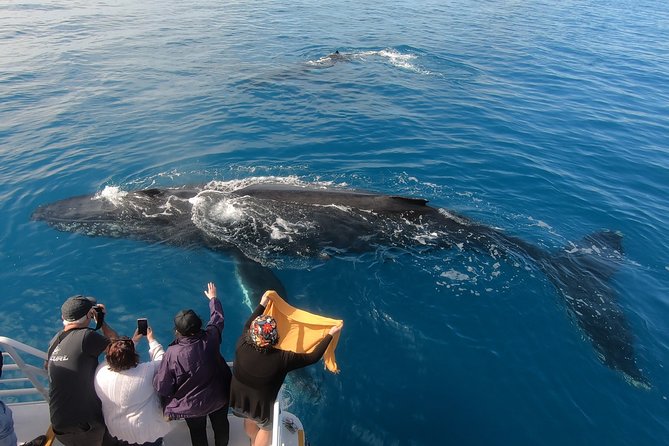 Hervey Bay Whale Watching Experience - From Great Sandy Straits Marina to Platypus Bay
