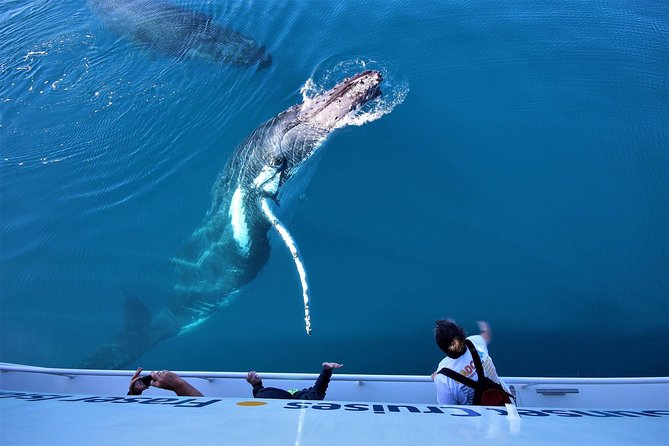 Hervey Bay Whale Watching Experience - How the crew turns sightings into real understanding
