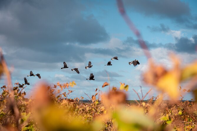 Hidden Gems: Boutique Full-Day Wine, Farm & Lunch Tour - Who This Tour Suits Best
