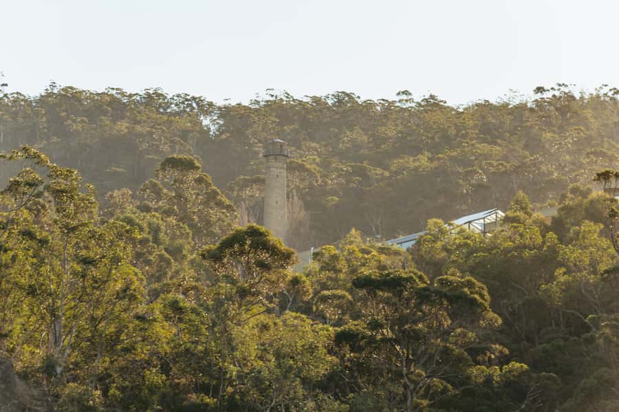 Hobart: 2.5-hour Iron Pot Lighthouse Cruise - Betsey Island and seabirds: wildlife time that doesn’t feel random