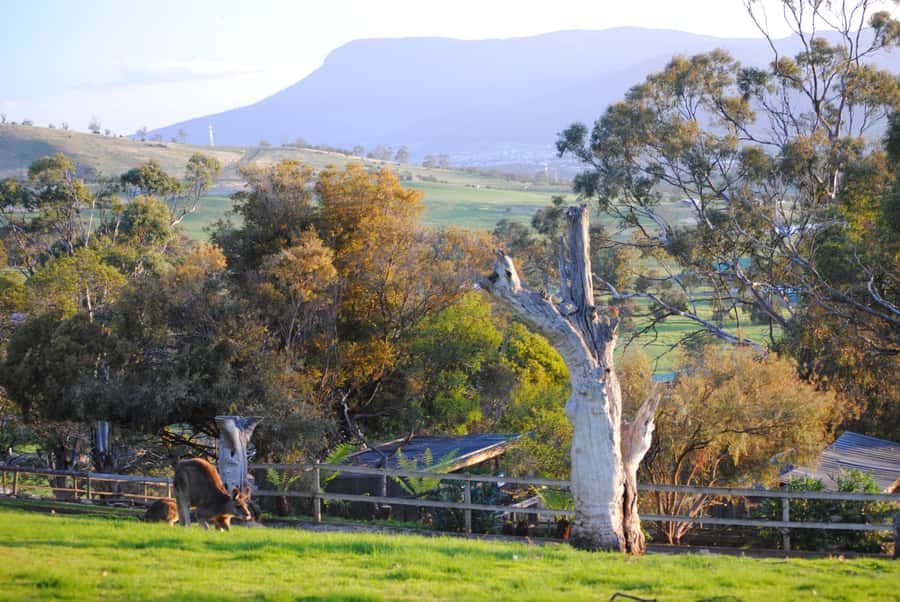 Hobart: Admission Ticket to Bonorong Wildlife Sanctuary - Key things to notice before you go