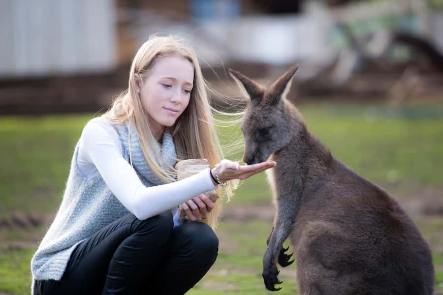 Hobart: Admission Ticket to Bonorong Wildlife Sanctuary - Bonorong in Hobart country, what the ticket really includes