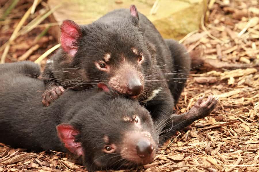 Hobart: Admission Ticket to Bonorong Wildlife Sanctuary - The guided tour with staff, why the animal facts feel more useful