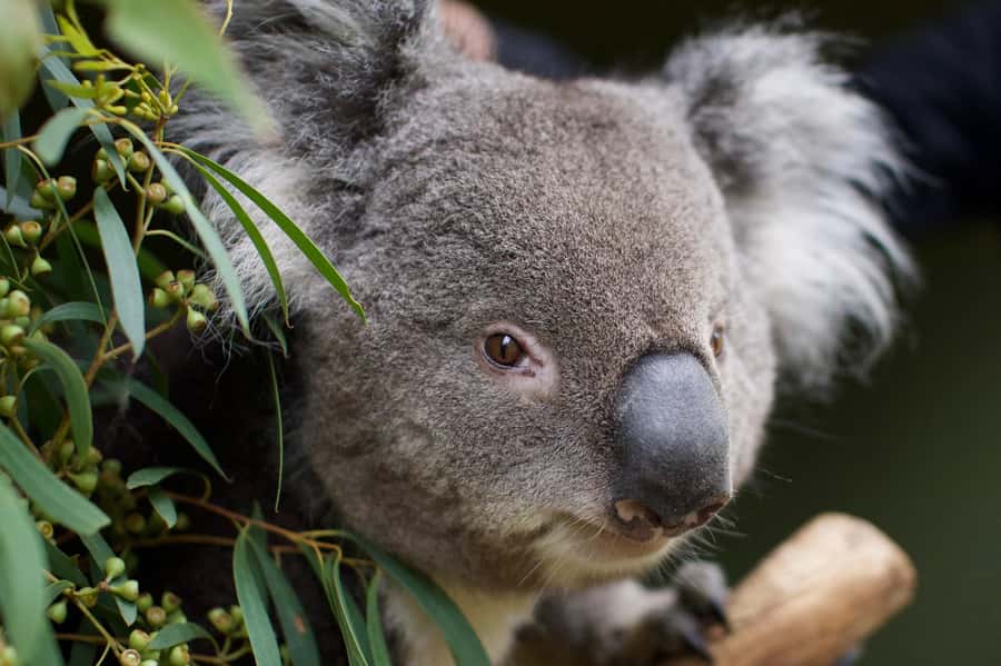 Hobart: Admission Ticket to Bonorong Wildlife Sanctuary - Tasmanian devils, wombats, echidnas and other icons you might not expect