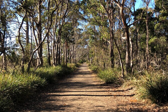 Hobart: Bruny Island Adventure: Hiking, Highlights & Local tastes - Climbing The Neck at Trugannini Lookout (279 stairs)