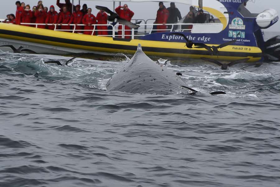Hobart: Bruny Island Wilderness Coast Eco Cruise with Lunch - How the bus, ferry, and 3-hour cruise work as one big day