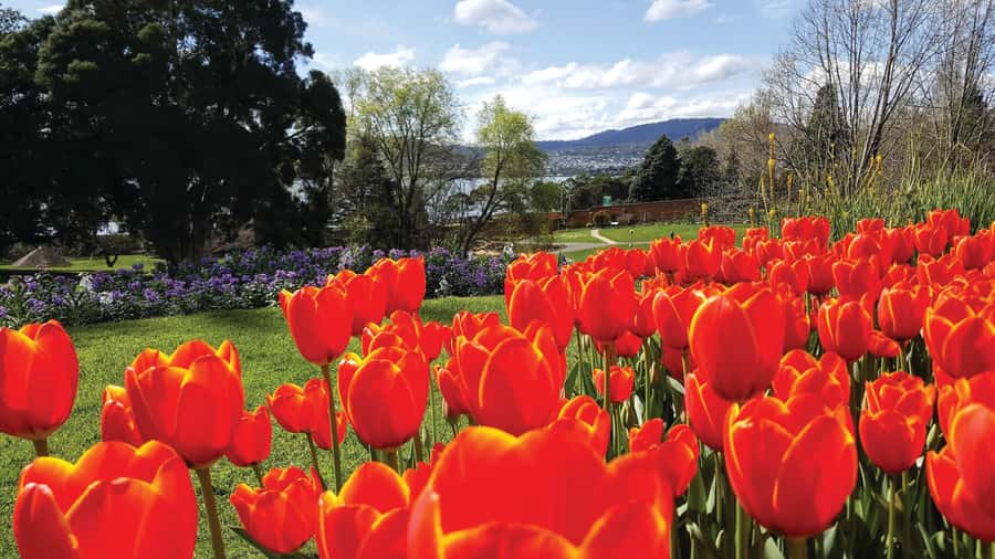 Hobart City Sightseeing Tour including MONA Ticket - Hobart by coach: where the stops actually add meaning