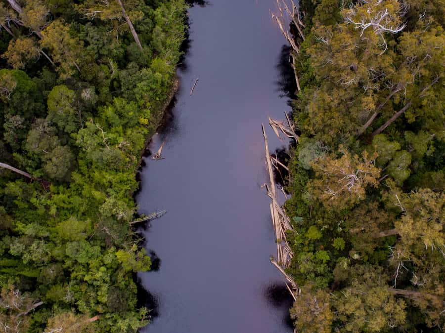 Hobart: Hastings Cave, Tahune Airwalk and Huon Tasting Trail - The Huon tasting stop: cider paddles and seasonal apple pie