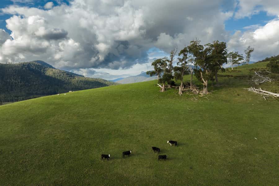 Hobart: Hastings Cave, Tahune Airwalk and Huon Tasting Trail - Price and value: what your $141 actually covers