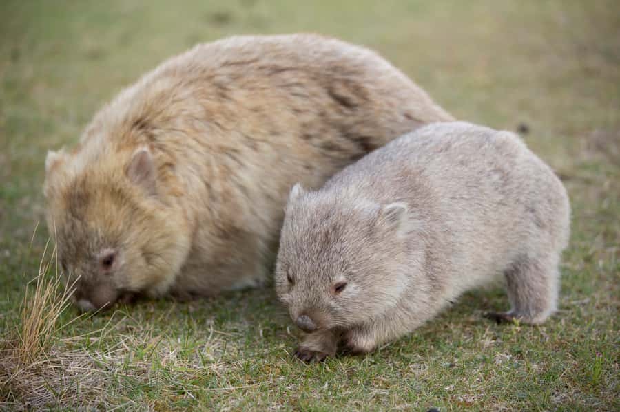 Hobart: Maria Island National Park Active Full-Day Tour - Darlington Convict Settlement: UNESCO Heritage Without the Museum Vibe