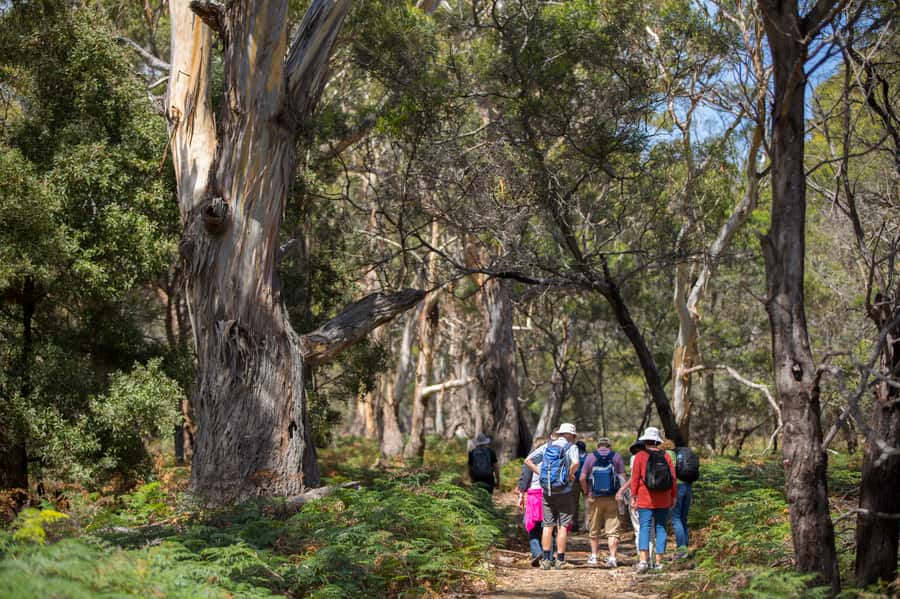 Hobart: Maria Island National Park Active Full-Day Tour - The Ferry Landing Feeling: Quiet, Wild, and Full of History
