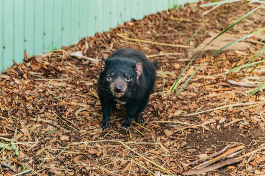 Hobart: Mt Wellington, Mt Field, Bonorong and Richmond Trip - Key Highlights You Will Care About