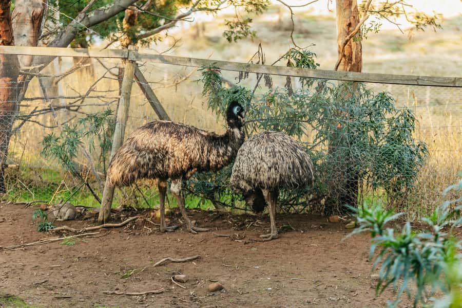 Hobart: Mt Wellington, Mt Field, Bonorong and Richmond Trip - Should You Book This Hobart Mt Wellington, Mt Field, Bonorong and Richmond Day Trip?