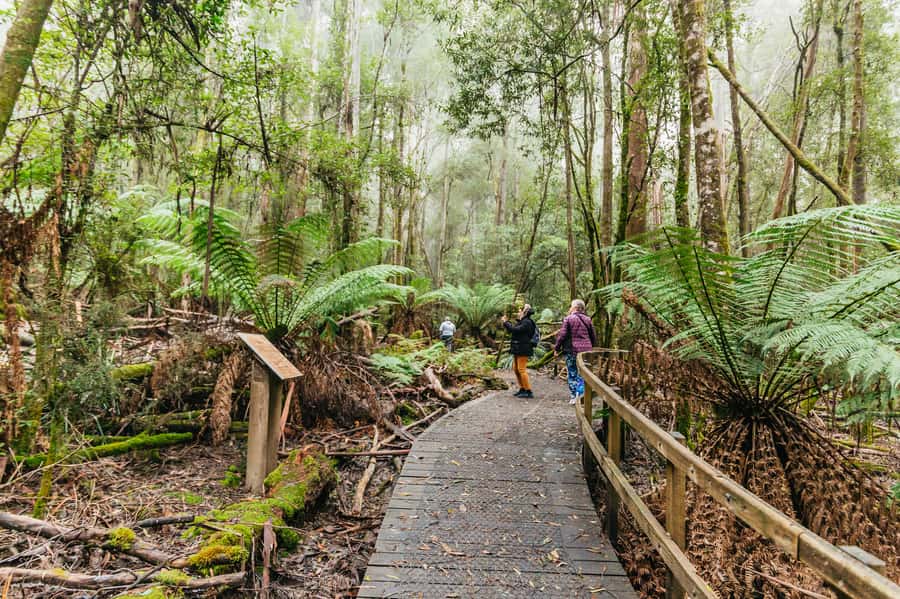 Hobart: Mt Wellington, Mt Field, Bonorong and Richmond Trip - Who This Trip Fits Best