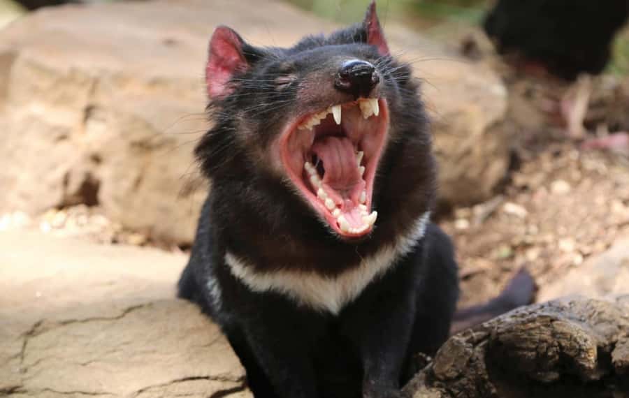 Hobart: Mt Wellington, Richmond, & Bonorong Wildlife Tour - Price and value for $130 on an 8-hour loop