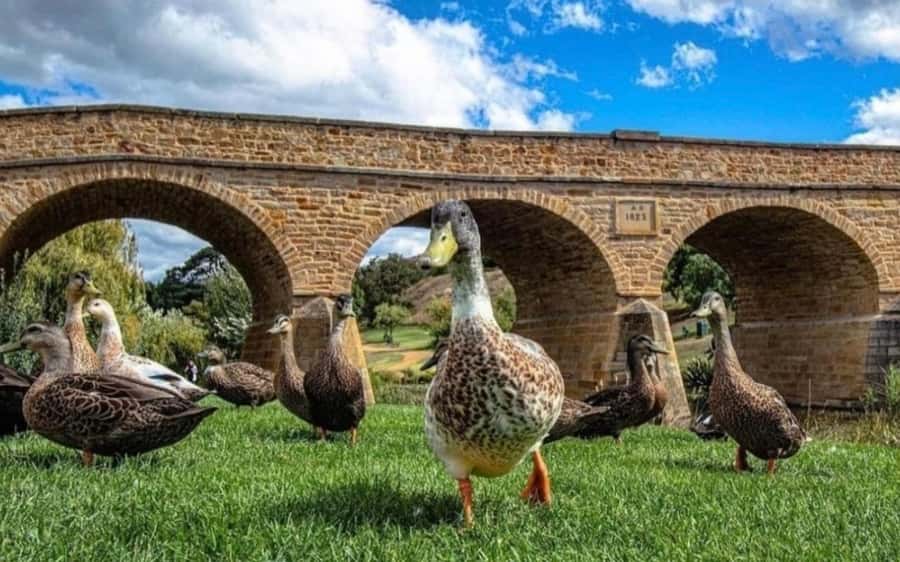 Hobart: Mt Wellington, Richmond, & Bonorong Wildlife Tour - FAQ