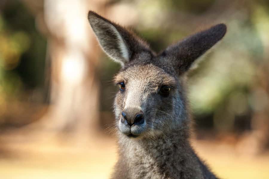 Hobart: Port Arthur, Richmond & Tassie Devil - Active Tour - Timing and pacing: what a 10 hour day feels like in real life