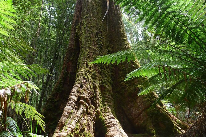 Hobart: Waterfalls, Wilderness & Wildlife - Active Day Tour - Horseshoe Falls: Stair Steps, Tight Turns, and a Steeper Feeling