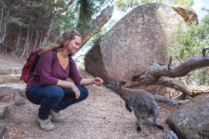 Hobart: Wineglass Bay & Freycinet National Park - Active Day Tour - Your Big Choice: Beach Stairs or Honeymoon Bay