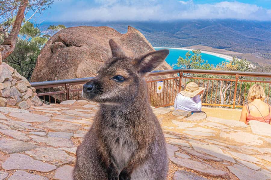 Hobart: Wineglass Bay, Freycinet Park, and Richmond Tour - Raspins Beach and Maria Island stories you can picture