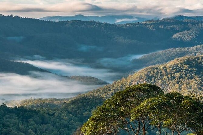 Hop on Hop Off Bus - Tamborine Mountain - Curtis Falls: Waterfall Stroll and Local Shops (About Two Hours)