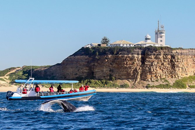 Humpback Whale Encounter Tour from Newcastle - CoastXP Humpback Whale Encounter From Newcastle, The Part You Can Actually Plan For