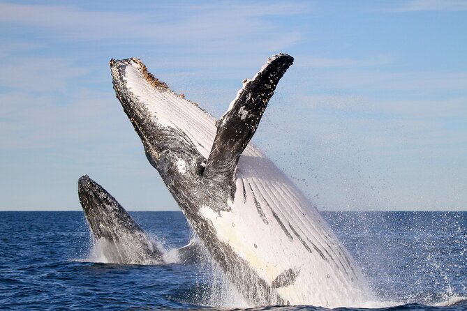 Humpback Whale Encounter Tour from Newcastle - Key Things That Make This Whale Cruise Worth Your Time