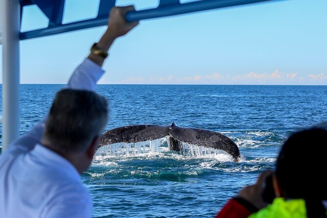 Humpback Whale Encounter Tour from Newcastle - Dolphins, Seals, And Coastal Landmarks You Can Actually Appreciate
